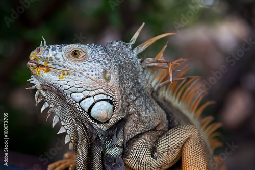 Iguana