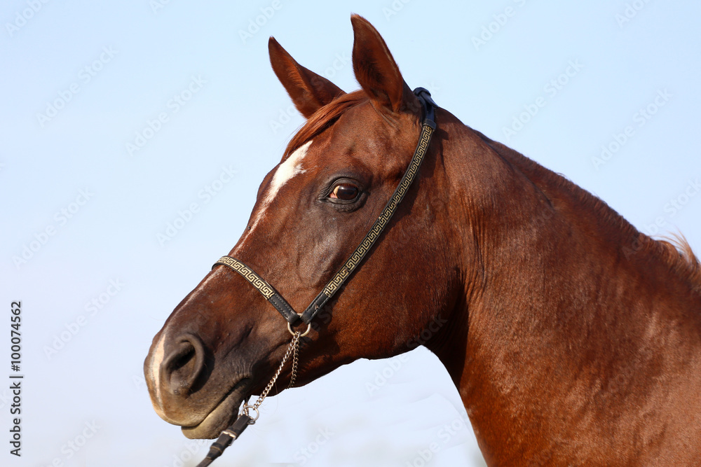 Side view portrait of a young purebred arabian stallion Side view portrait of a young purebred arabian stallion