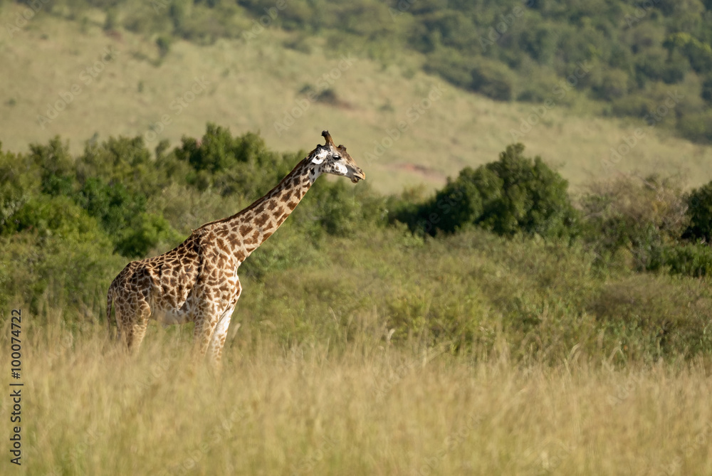 Fototapeta premium Beautiful giraffe in an African Park