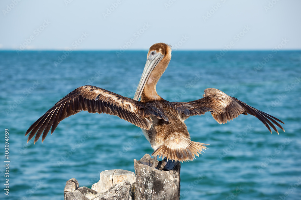 Obraz premium Pelican
