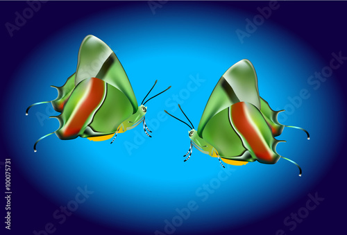 realistic vector butterfly on blue background