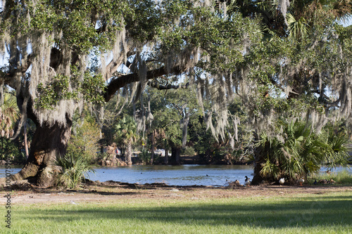 Oak trees and spanish moss at pond's edge, in lush tropical urban park