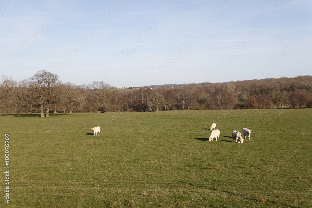 Vaches dans un champs en Bourgogne Vaches dans un champs en Bourgogne