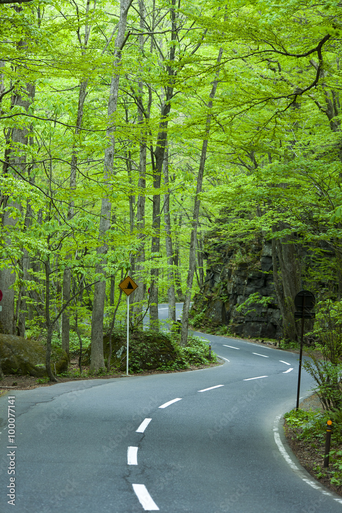 Road in a green forest Road in a green forest