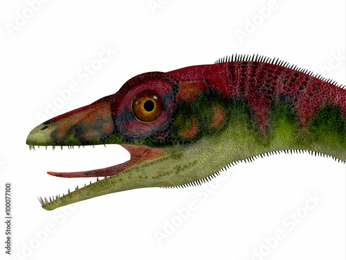 Compsognathus Dinosaur Head - Compsognathus was a small carnivorous theropod dinosaur that lived during the Jurassic Period of Europe. © Catmando
