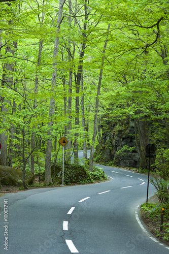 Road in a green forest