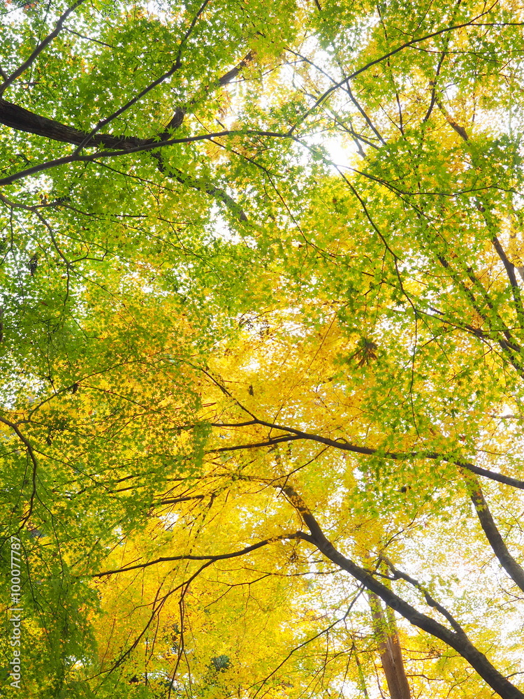 Fototapeta premium 紅葉