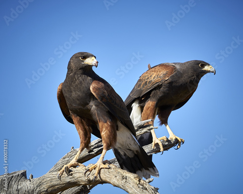 Harris Hawks in Tucson, Arizona