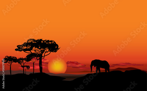 African landscape with animal silhouette. Savanna sunset background © Terriana