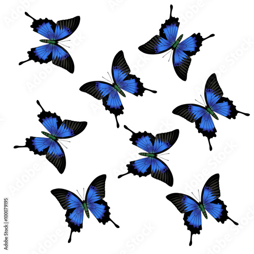 realistic vector butterfly  on white background © wisannumkarng