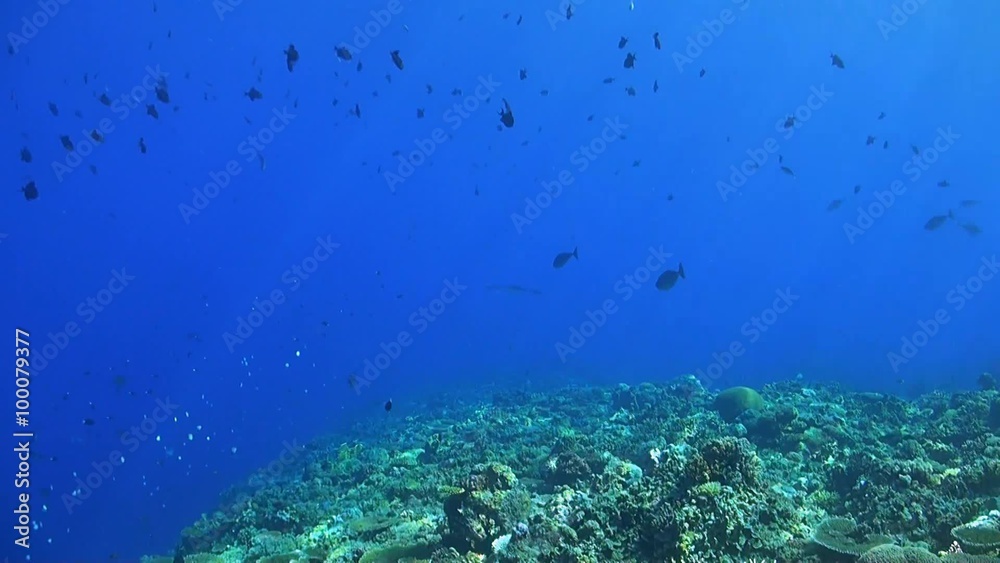 Eagle Ray swims over a coral reef with Triggerfishes and Surgeonfishes Eagle Ray swims over a coral reef with Triggerfishes and Surgeonfishes