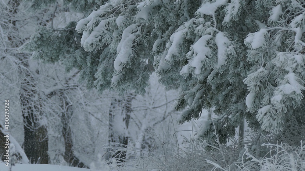 fir branch trees in snow wild forest Christmas winter snowing fir branch trees in snow wild forest Christmas winter snowing