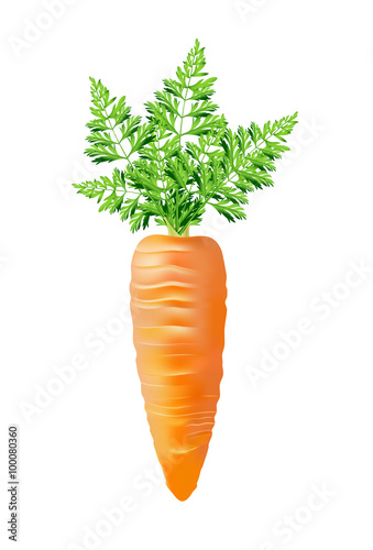 carrot with top vector illustration