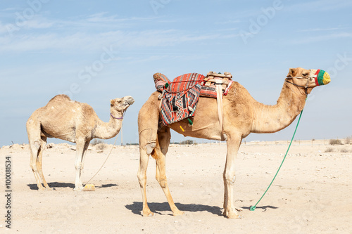 Camels in Qatar