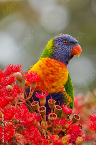 Cheeky Rainbow Lorikeet sitting in the top of a colourful bush in Sydney