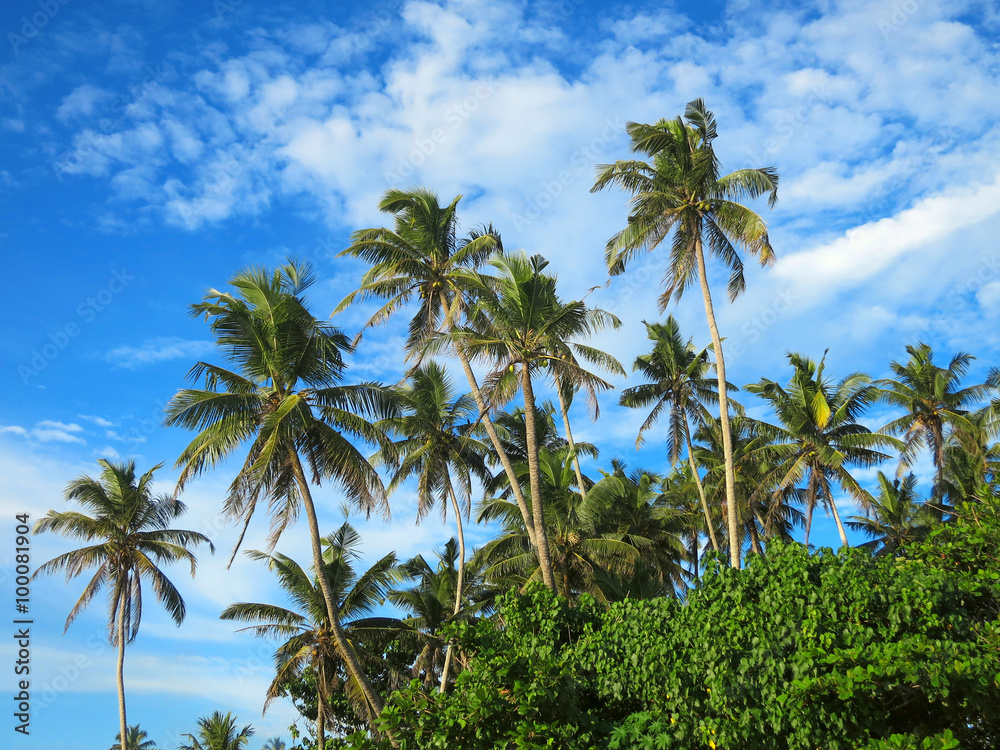 Green palm trees on blue sky background