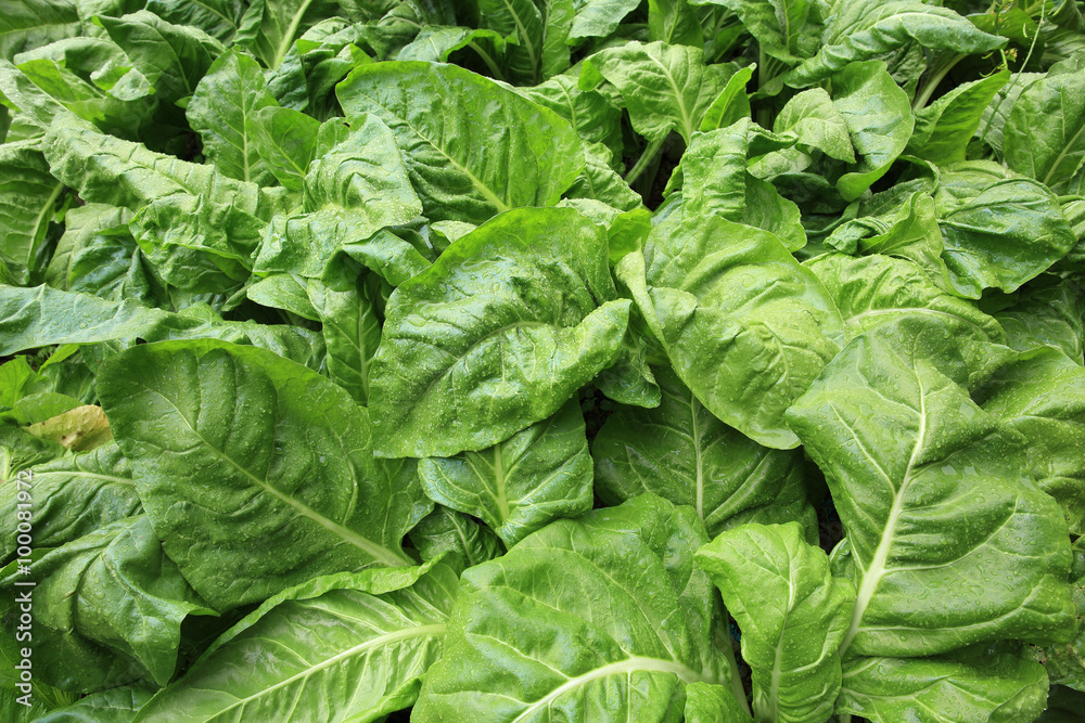 sliverbeet grow in vegetable garden sliverbeet grow in vegetable garden