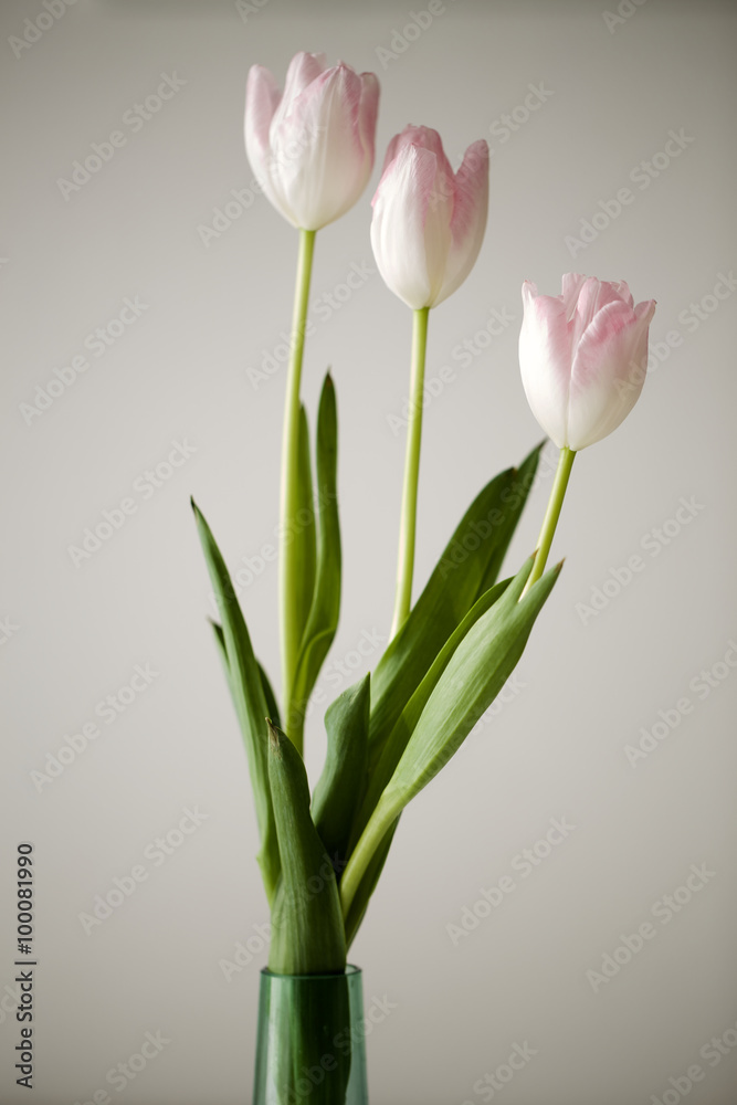 tulips tulips