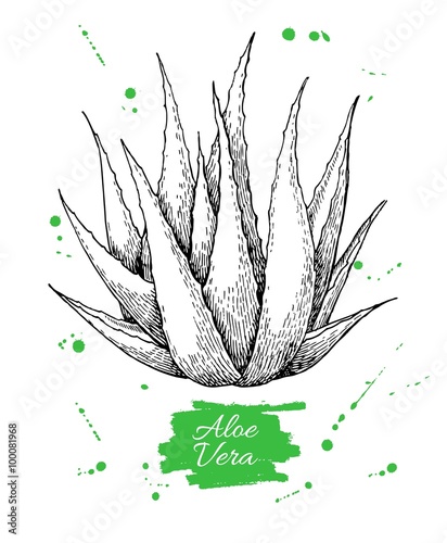 Vector hand drawn botanical Aloe Vera. Engraved illustration