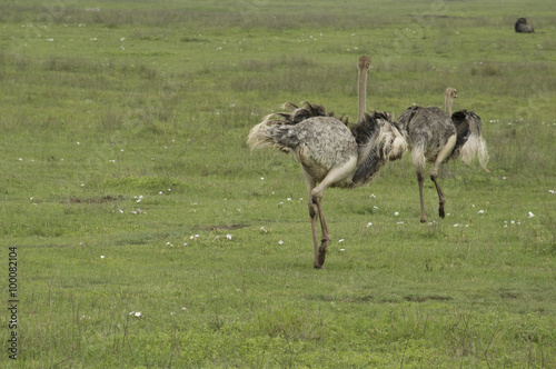 De Safari por Tanzania