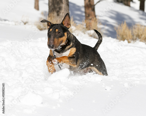 Bull Terrier running through the snow