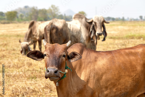 The cow Thailand