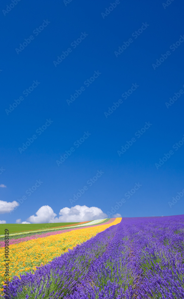 Fototapeta Flower field and blue sky with clouds.