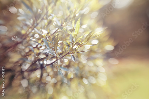 Abstract background with bokeh with branches of willow.