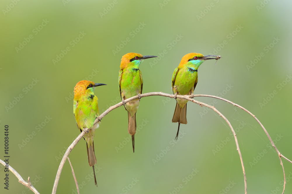 Obraz premium Bird (Green Bee-eater) , Thailand