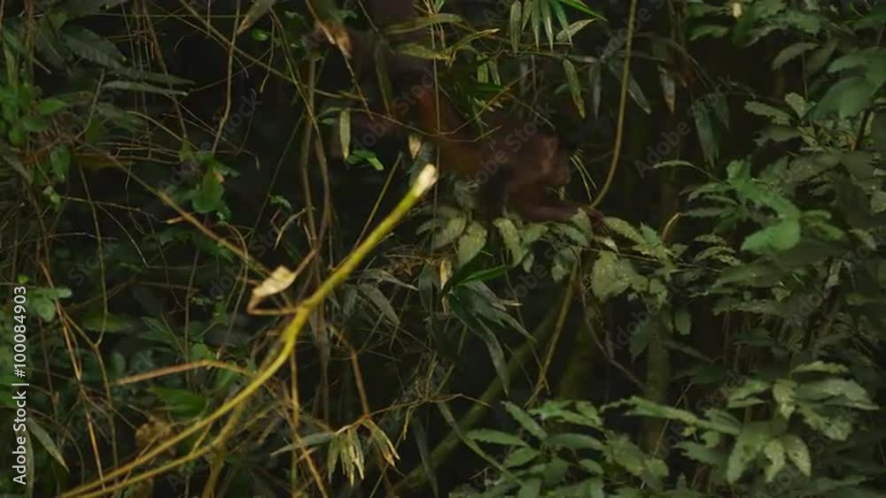 Monkey moves through jungle foliage Monkey moves through jungle foliage