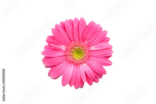 Magenta chrysanthemum isolated on black background
