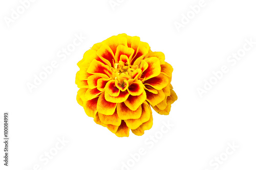 Marigolds  isolated on white background