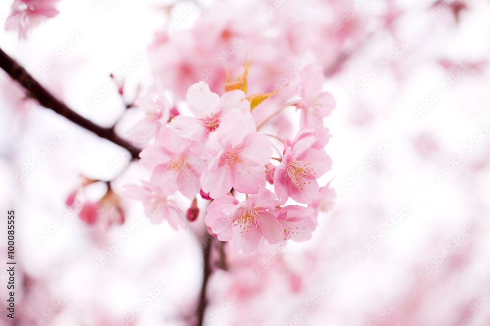 Obraz premium 河津桜