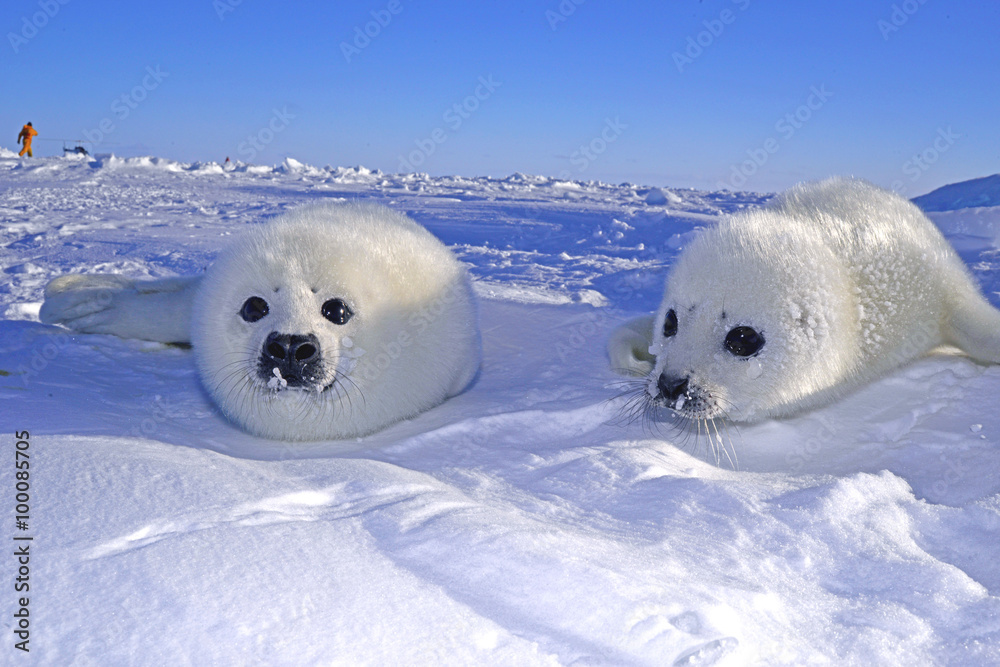 Seal babies -アザラシの赤ちゃんたち- Stock 写真 | Adobe Stock