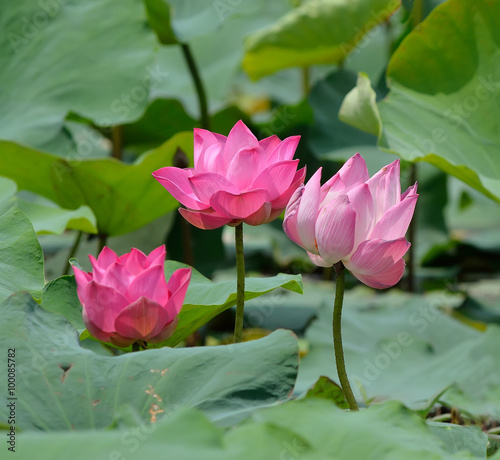 Lotus flower