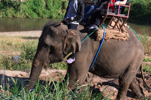 Elephant riding for tourists in nort of Thailand 
