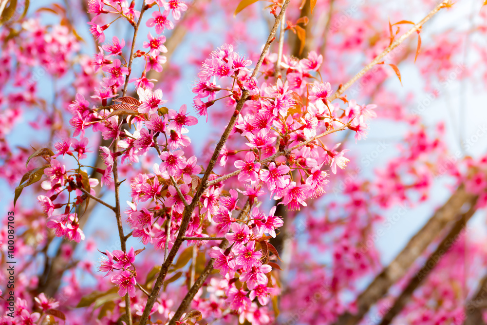 Sakura flowers blooming blossom in Chiang Mai, Thailand Sakura flowers blooming blossom in Chiang Mai, Thailand