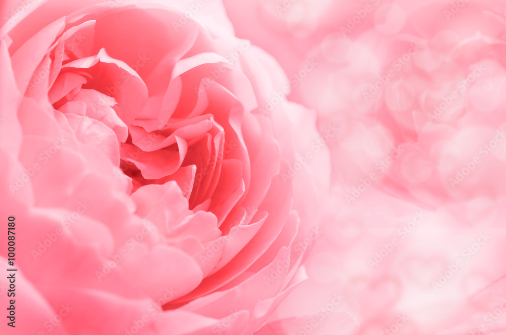 Roses in Soft Pastel Tone. Roses in Soft Pastel Tone.
