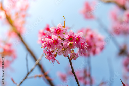 Sakura flowers blooming blossom in Chiang Mai, Thailand