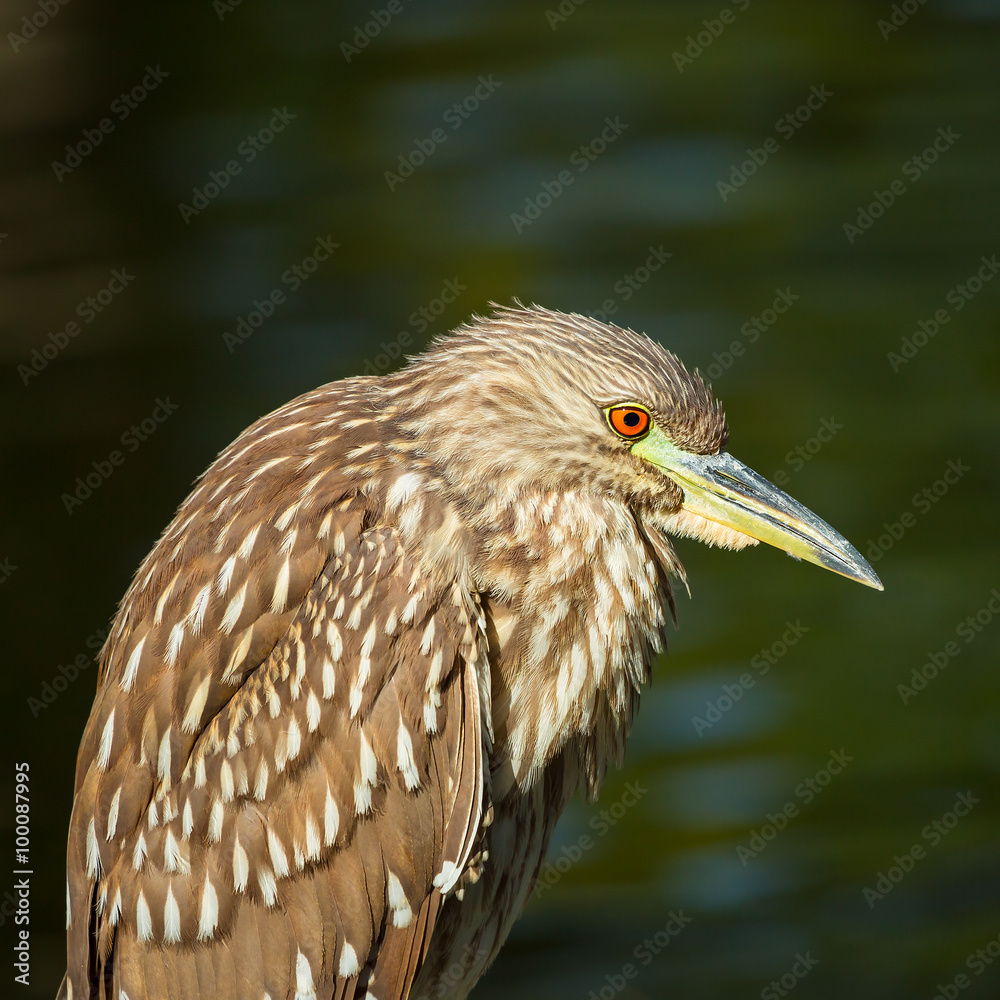 Fototapeta premium Night heron
