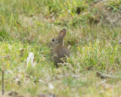 Rabbit in the wild © ymgerman