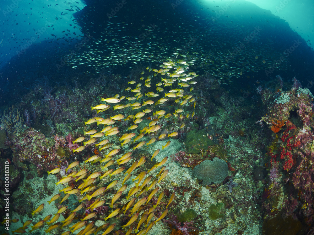 Fototapeta premium Bigeye snapper