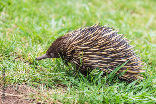 Echidna (Tachyglossidae), in grass