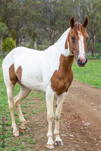 Brown and White Pony (Equus ferus caballus) © lizcoughlan