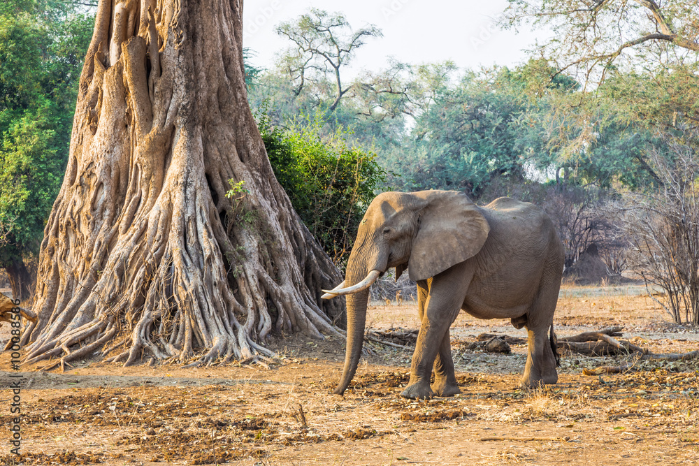 Fototapeta premium African Elephant (Loxodonta), walking past a large tree