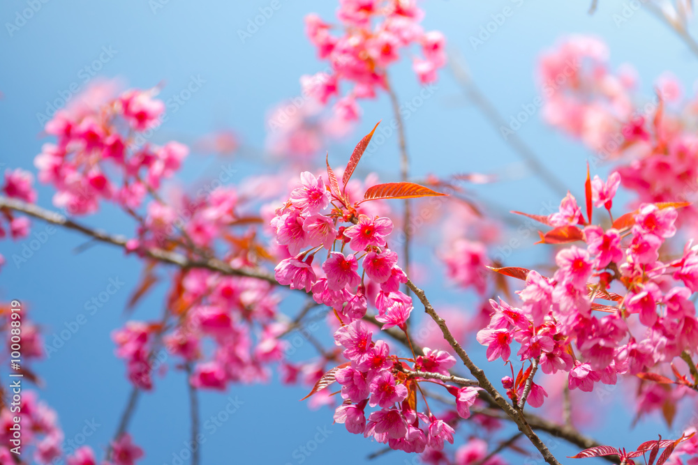 Sakura flowers blooming blossom in Chiang Mai, Thailand