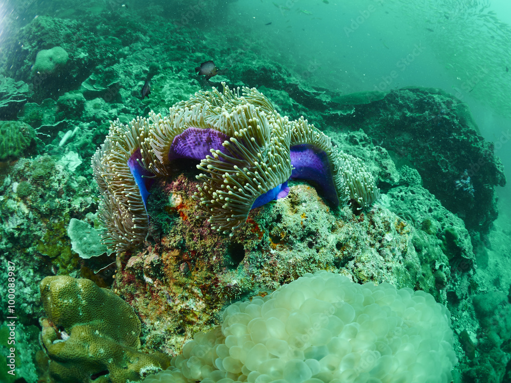 Fototapeta premium soft coral and reef fish