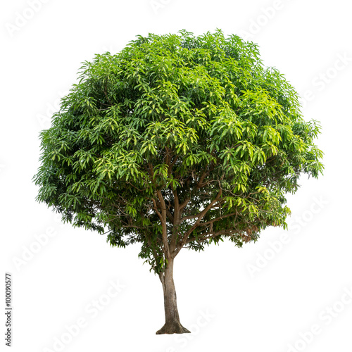 Isolated mango tree on white background