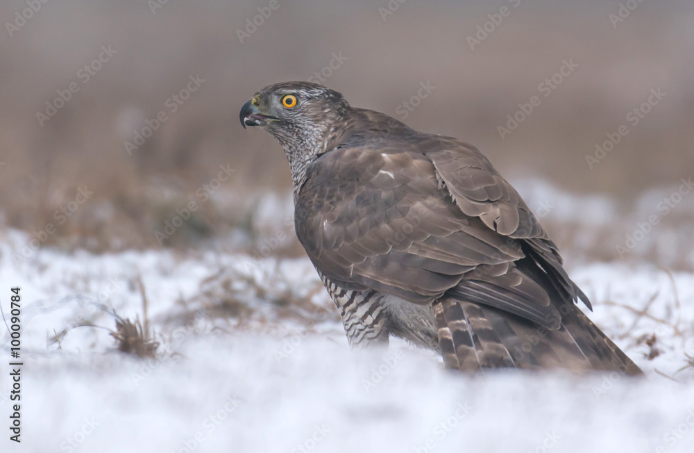 Northern goshwak (Accipiter gentilis) Northern goshwak (Accipiter gentilis)