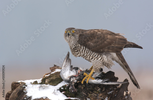 Northern goshwak (Accipiter gentilis) photo